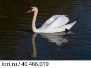Лебедь-шипун на водной поверхности. Вид сбоку. Стоковое фото, фотограф Виктор Карасев / Фотобанк Лори