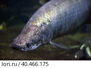 Arapaima (Sudis gigas), also known as the pirarucu. Wildlife animal. Стоковое фото, фотограф Анна Кривицкая / Фотобанк Лори