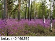 Пурпурные цветы багульника, распускающиеся в лесу. Стоковое фото, фотограф Алексей Линник / Фотобанк Лори