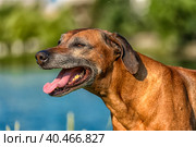 Rhodesian Ridgeback in the background of a lake. Стоковое фото, фотограф Анна Кривицкая / Фотобанк Лори