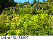 Hogweed, Cow Parsnip, Heracleum sphodylium. One of our favourite wild foods with three edible crops but because of the phototoxicity of Giant Hogweed, Heracleum mantegazzianum, you can be wary of it. Стоковое фото, фотограф Юлия Петровская / Фотобанк Лори