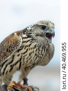 Falcon sitting on a hand. Стоковое фото, фотограф Анна Кривицкая / Фотобанк Лори