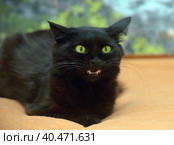Fluffy cat with green eyes and fangs. Стоковое фото, фотограф Анна Кривицкая / Фотобанк Лори