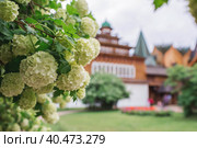 Decorative viburnum Buldenezh or Snow globe (Latin Viburnum opulus var sterile) on the background of the palace of Tsar Alexei Mikhailovich in Kolomenskoye. Russia, Moscow, May 2023. Стоковое фото, фотограф Photojuli / Фотобанк Лори