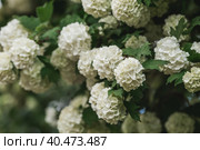Decorative viburnum Buldenezh or Snow globe (Latin Viburnum opulus var sterile). Стоковое фото, фотограф Photojuli / Фотобанк Лори