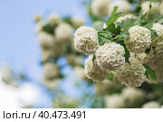Decorative viburnum Buldenezh or Snow globe (Latin Viburnum opulus var sterile). Стоковое фото, фотограф Photojuli / Фотобанк Лори