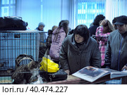 St. Petersburg, Russia 26.10.2013    The Way Home - show the distribution of animal shelter Rzhevka, Стоковое фото, фотограф Анна Кривицкая / Фотобанк Лори