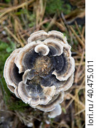 Fungus on a tree. Стоковое фото, фотограф Ирина Яздан Мехр / Фотобанк Лори