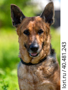 Old german shepherd among green grass. Стоковое фото, фотограф Анна Кривицкая / Фотобанк Лори