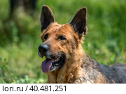 Old german shepherd among green grass. Стоковое фото, фотограф Анна Кривицкая / Фотобанк Лори