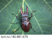 Lucanus cervus, европейский жук-олень, Стоковое фото, фотограф Андрей Канышев / Фотобанк Лори