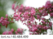 Pink flower in blue background. Стоковое фото, фотограф Анна Кривицкая / Фотобанк Лори
