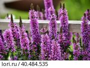 Flowering purple loosestrife plant (Lythrum Salicaria) Стоковое фото, фотограф Анна Кривицкая / Фотобанк Лори