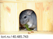 Gray chinchilla. Стоковое фото, фотограф Анна Кривицкая / Фотобанк Лори