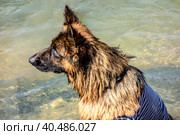 A wet German shepherd in a vest. Стоковое фото, фотограф Iva Noel / Фотобанк Лори