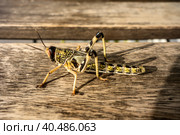 Young wingless Egyptian locust. Стоковое фото, фотограф Iva Noel / Фотобанк Лори