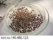 Dry dead bark beetles set. Many pests infection, pest epidemic. Стоковое фото, фотограф Iva Noel / Фотобанк Лори
