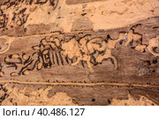 Traces of a pest on a tree bark closeup. Damaged wood by bark beetle. Стоковое фото, фотограф Iva Noel / Фотобанк Лори