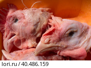 Food background of raw chicken heads. Cat food. Стоковое фото, фотограф Iva Noel / Фотобанк Лори