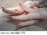 Raw chicken legs natural food for pets. Стоковое фото, фотограф Iva Noel / Фотобанк Лори