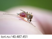 A mosquito has landed on a person's skin, bites the skin and drinks the blood of a person, close-up. Стоковое фото, фотограф Игорь Кляхин / Фотобанк Лори