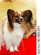 A cute little Papillon dog portrait. Стоковое фото, фотограф Анна Кривицкая / Фотобанк Лори