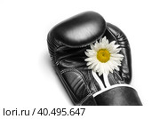 Boxing glove with a large chamomile flower close up. Стоковое фото, фотограф Артем Курутин / Фотобанк Лори