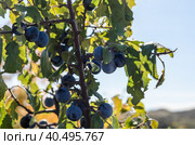 Blue berries of blackthorn with green leaves against a blue sky. Стоковое фото, фотограф Артем Курутин / Фотобанк Лори