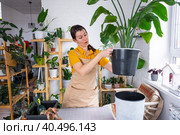 Repotting home plant strelitzia nicolai into new pot big basket, roots came out of pot through the bottom. Woman in an apron caring for a potted plant, strelitzia reginae. Стоковое фото, фотограф Ольга Симонова / Фотобанк Лори