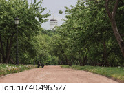 A spring apple orchard and benches in Kolomenskoye Park in the background is the dome of the Church of St. George the Victorious. Beautiful natural green background. (2023 год). Стоковое фото, фотограф Photojuli / Фотобанк Лори