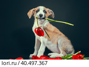 Piebald puppy keeping in teeth a tulip flower at dark background. Стоковое фото, фотограф Артем Курутин / Фотобанк Лори