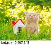 Gingerly red kitten in the green grass next to the toy house. Стоковое фото, фотограф Артем Курутин / Фотобанк Лори