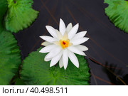 Белая водяная лилия в пруду. Стоковое фото, фотограф Анна Тихомирова / Фотобанк Лори