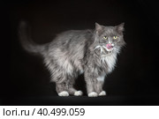 gray and white shaggy cat on a black background. Стоковое фото, фотограф Артем Курутин / Фотобанк Лори