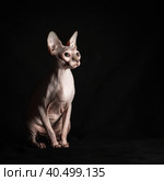 pink hairless sphinx purebred cat sits on black velvet on a dark background. Стоковое фото, фотограф Артем Курутин / Фотобанк Лори