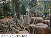 Cactus Garden in Nong Nooch Tropical Park. Стоковое фото, фотограф Виктория Тельминова / Фотобанк Лори