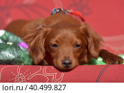 Small ginger dog of the Nevskaya Orchid breed. Стоковое фото, фотограф Анна Кривицкая / Фотобанк Лори