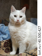 White cat. Стоковое фото, фотограф Анна Кривицкая / Фотобанк Лори