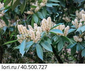 Лавровишня лекарственная. Laurocerasus officinalis Roem. Стоковое фото, фотограф Татьяна Т / Фотобанк Лори