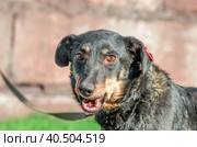 black mongrel dog on a leash licks his lips. Стоковое фото, фотограф Артем Курутин / Фотобанк Лори