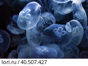 Jellyfish. Стоковое фото, фотограф Анна Кривицкая / Фотобанк Лори