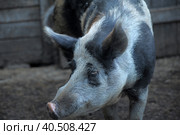 Gray with a black pig, a mixture of wild boar, in a pen in the village. Стоковое фото, фотограф Анна Кривицкая / Фотобанк Лори