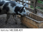 Gray with a black pig, a mixture of wild boar, in a pen in the village. Стоковое фото, фотограф Анна Кривицкая / Фотобанк Лори