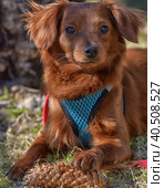 Small ginger dog of the Nevskaya Orchid breed. Стоковое фото, фотограф Анна Кривицкая / Фотобанк Лори