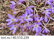 Colchicum Water Lily (Colchicum speciosum. Стоковое фото, фотограф Анна Кривицкая / Фотобанк Лори