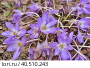 Colchicum Water Lily (Colchicum speciosum. Стоковое фото, фотограф Анна Кривицкая / Фотобанк Лори