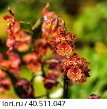 Red orchids in the greenhouse. Стоковое фото, фотограф Анна Кривицкая / Фотобанк Лори