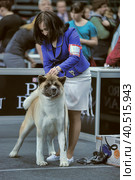 Russia, Saint-Petersburg, 15,05,2014, International Dog Show of all breeds (CACIB-FCI, Chemp.RKF) WHITE NIGHTS. Редакционное фото, фотограф Анна Кривицкая / Фотобанк Лори