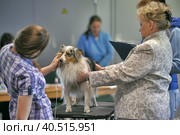 Russia, Saint-Petersburg, 15,05,2014, International Dog Show of all breeds (CACIB-FCI, Chemp.RKF) WHITE NIGHTS. Редакционное фото, фотограф Анна Кривицкая / Фотобанк Лори