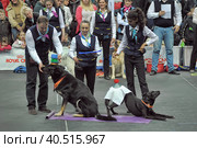 Russia, Saint-Petersburg, 15,05,2014, International Dog Show of all breeds (CACIB-FCI, Chemp.RKF) WHITE NIGHTS. Редакционное фото, фотограф Анна Кривицкая / Фотобанк Лори